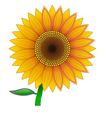 	how to draw a sunflower realistic