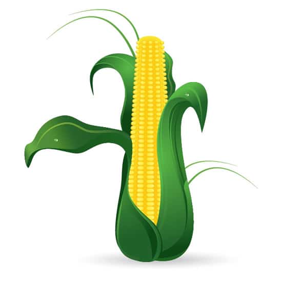 Create a Corn Cob in Adobe Illustrator